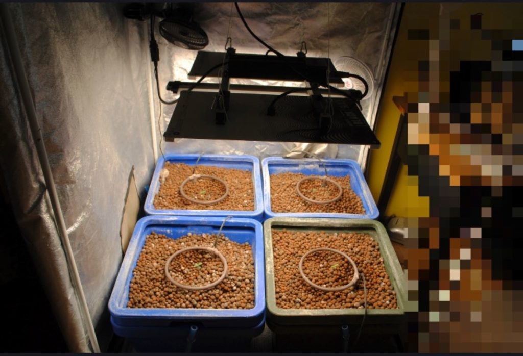 Akcja łódzkiej i poddębickiej policji. Zatrzymany za uprawę konopi