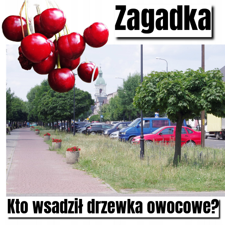 drzewka