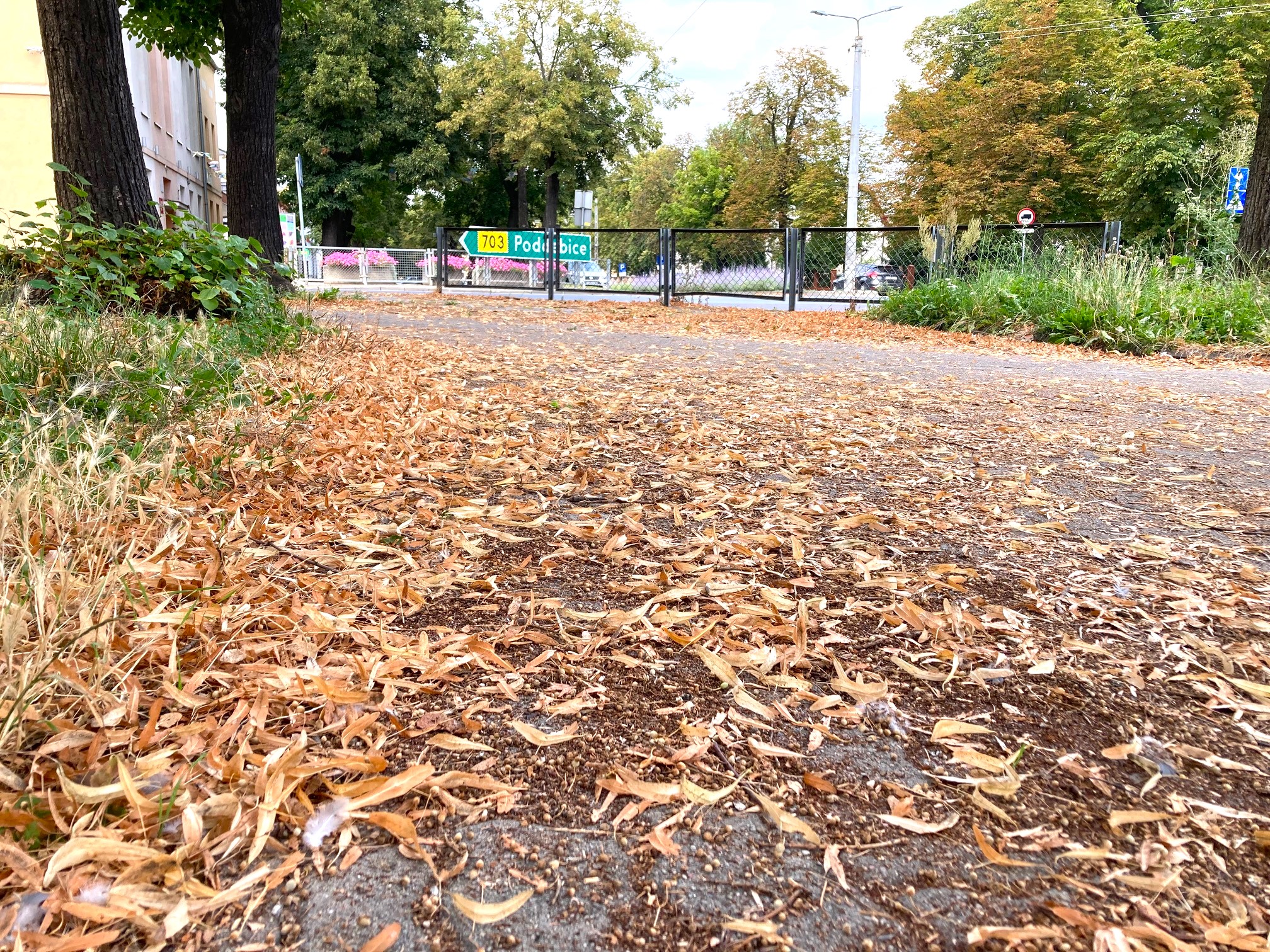 Ciekawy pomysł! W Łęczycy bez dmuchaw i nadmiernego grabienia