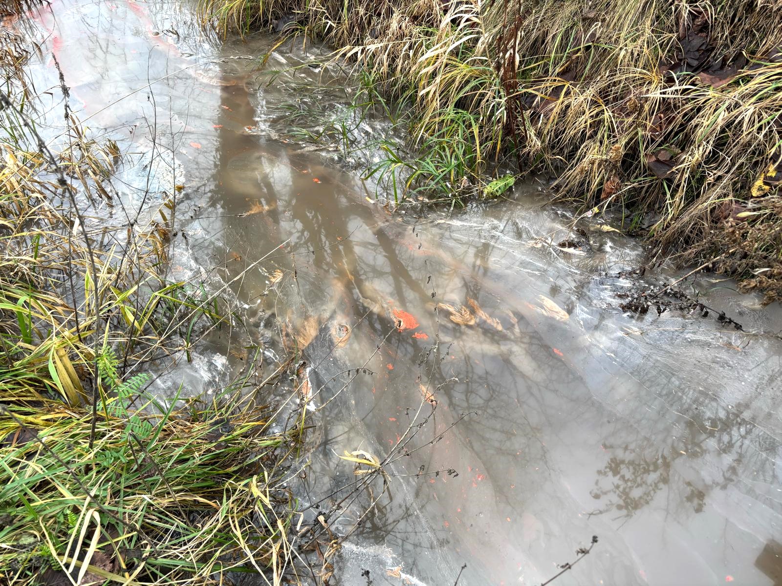 W Łęczycy zrzut trujących ścieków! Mieszkańcy nie mają wątpliwości