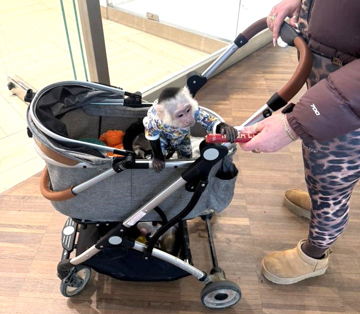 Gęś na przystanku, małpka w wózku