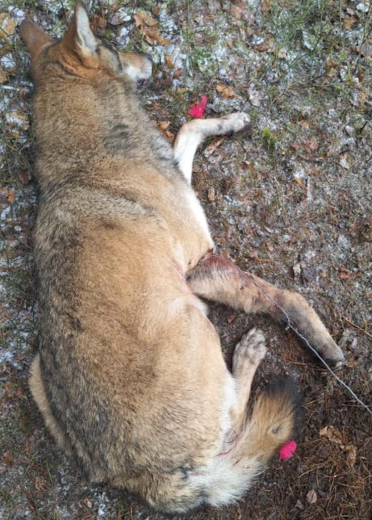 Wilk we wnykach. Trzeba było go uśpić