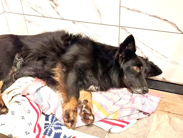 Dramat wystraszonych psów