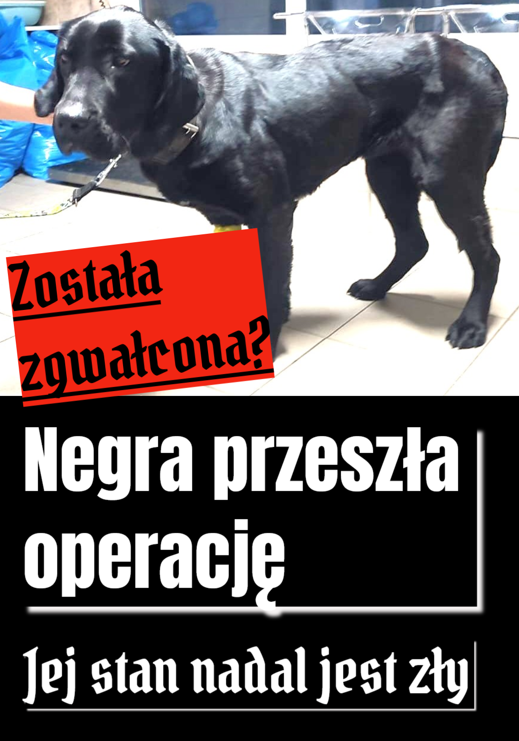 negra