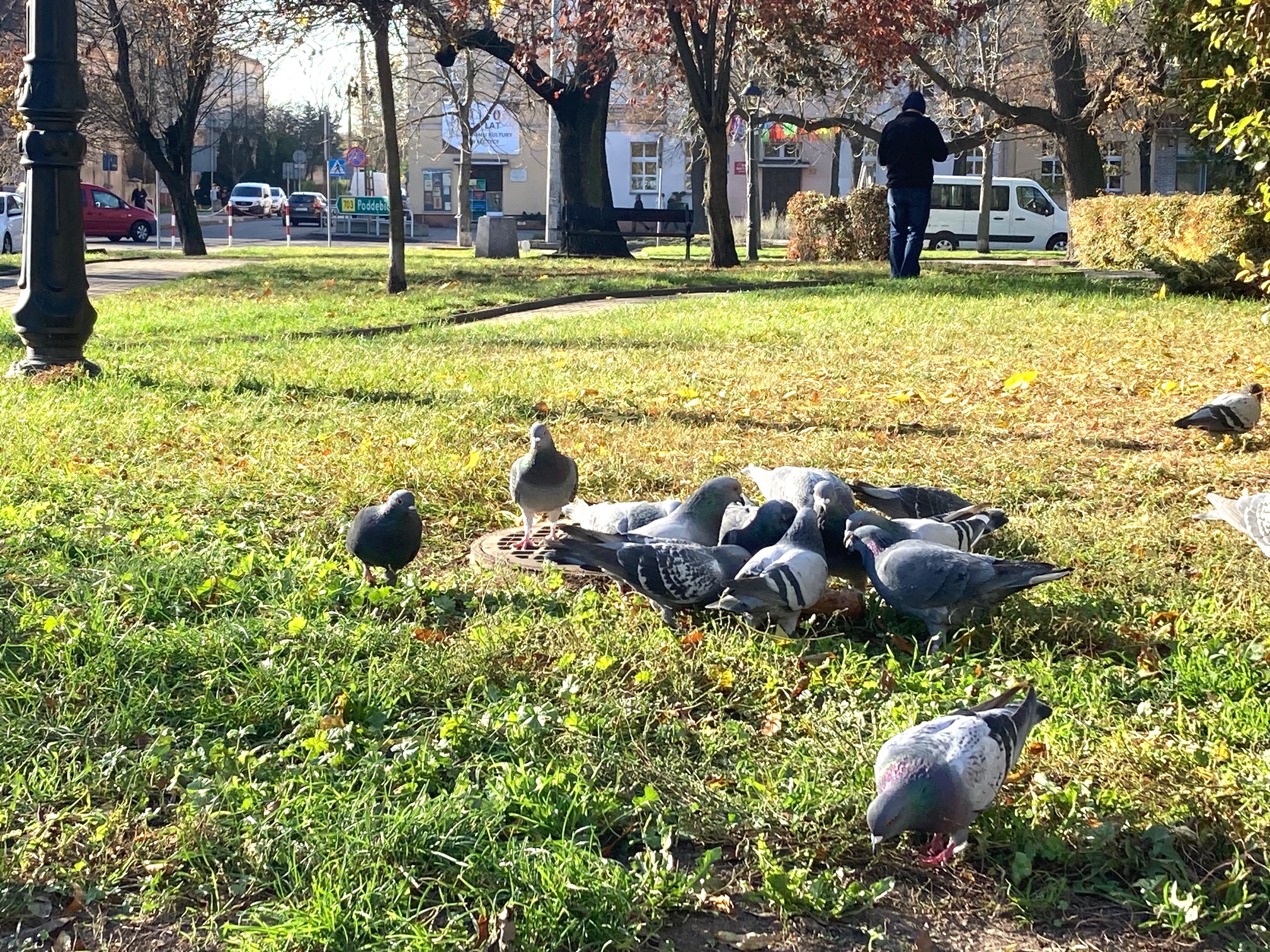 Innowacyjny pomysł! Antykoncepcja… gołębi!