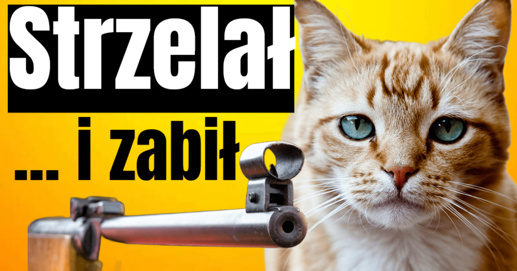 zabił kota