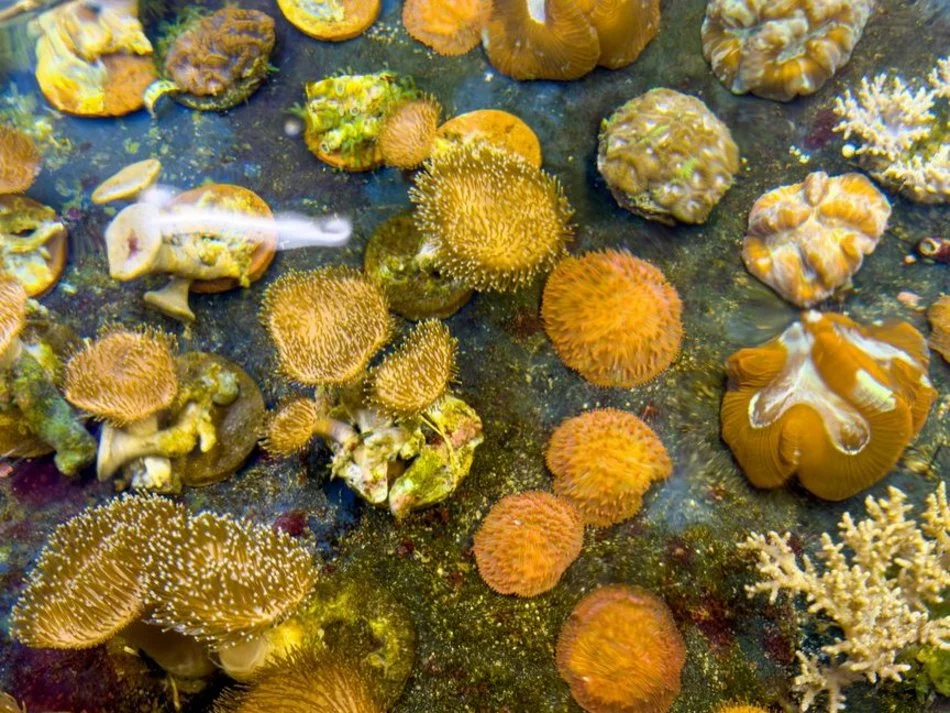 Największy przemyt w historii udaremniony!