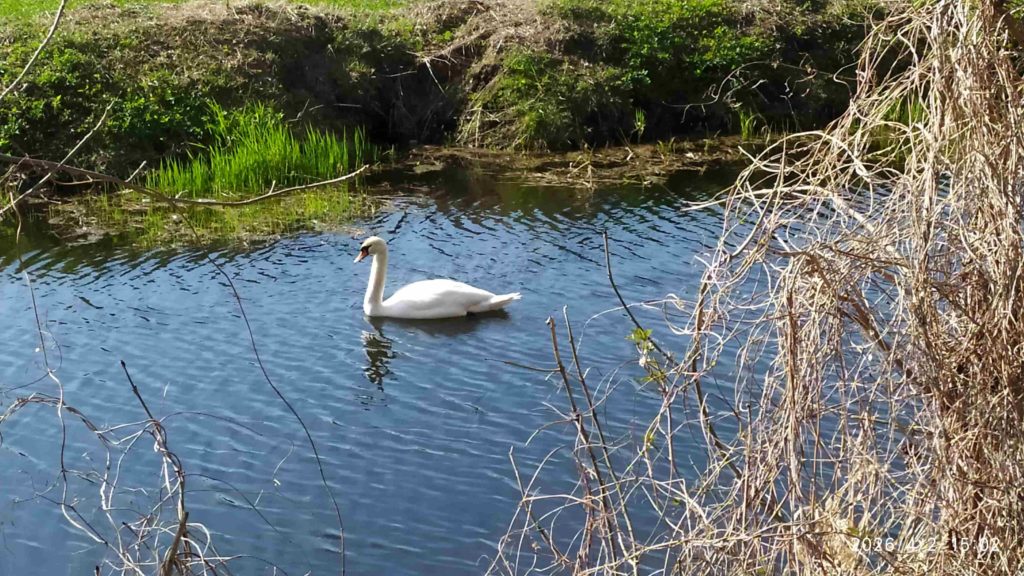 Zabytkowy park w Leśmierzu zmienia oblicze… w sam raz na świąteczne spacery