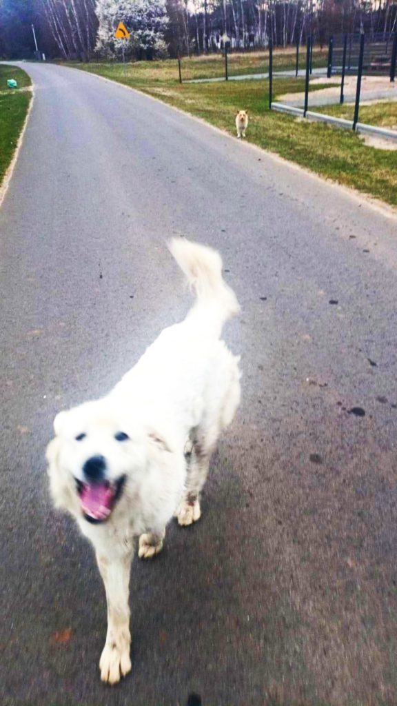 Bezduszność pod Uniejowem! Pies… dwukrotnie wyrzucony z auta?