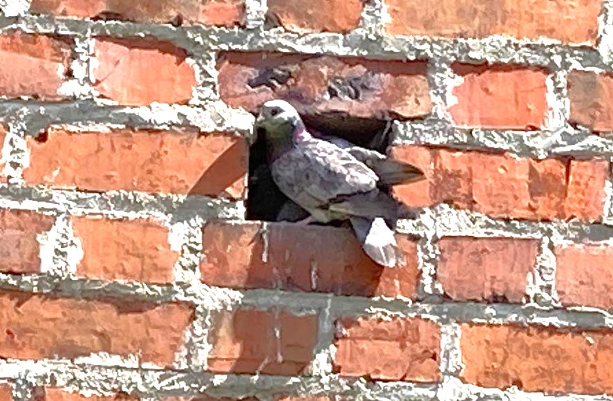 Uwaga na… spadające jaja!