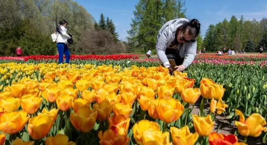 tulipany