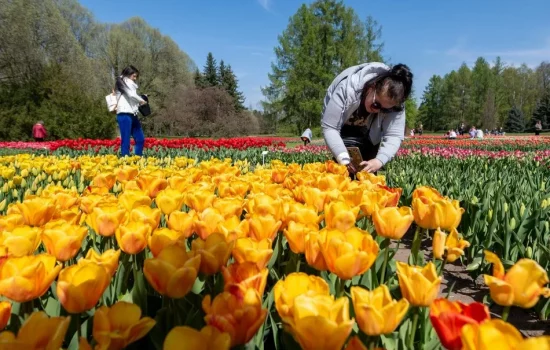 tulipany