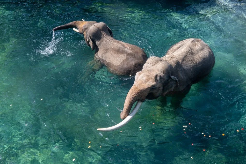 Tego jeszcze nie było! Kąpiele słoni w Orientarium Zoo Łódź na wybiegu zewnętrznym!
