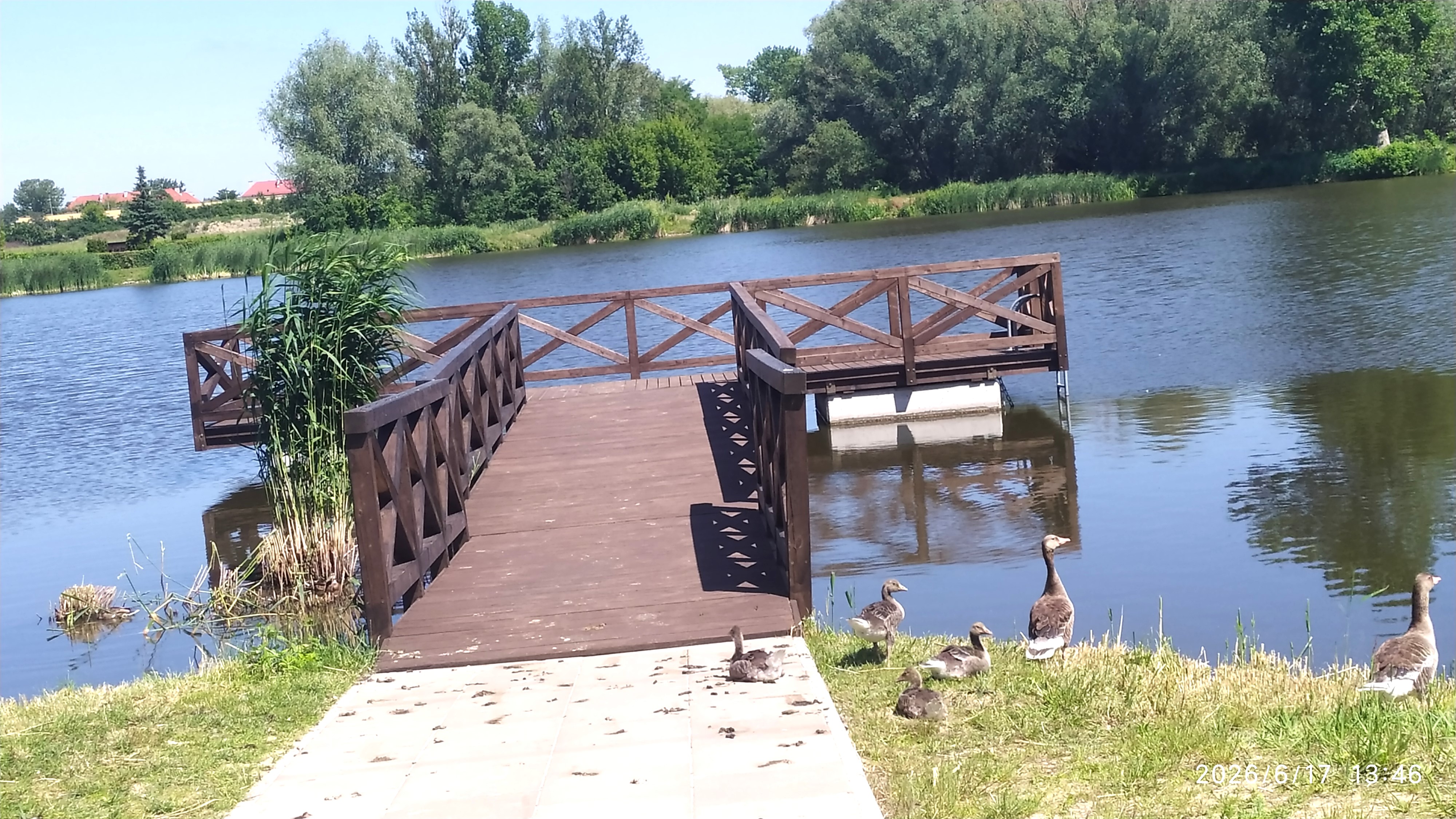 Gęsio – kacza idylla nad zalewem w Łęczycy