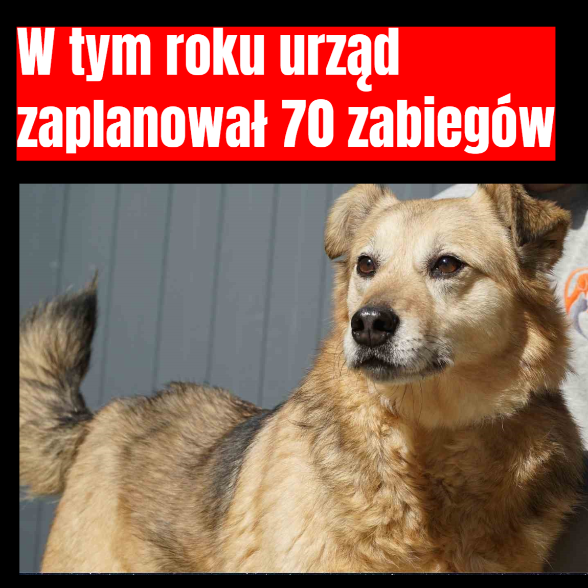 kastracja