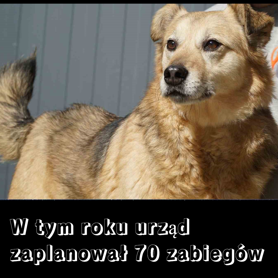 kastracja