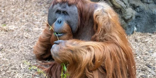 orangutan