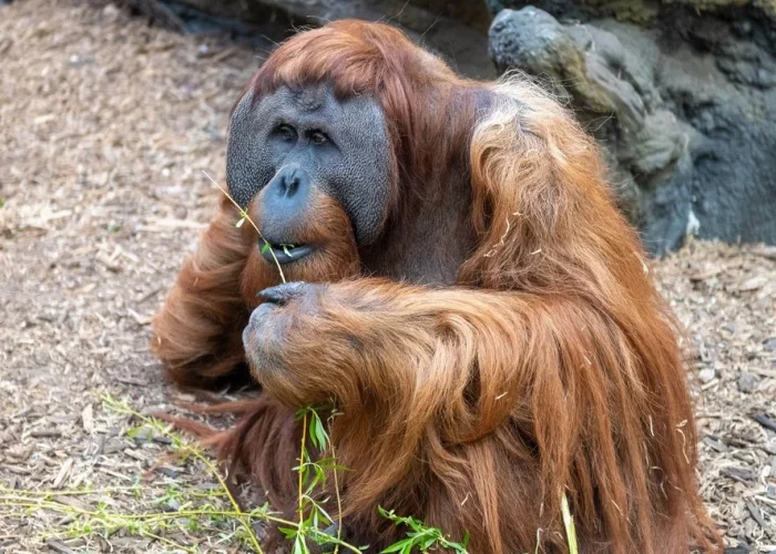 orangutan