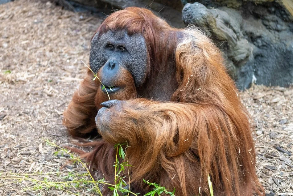 orangutan