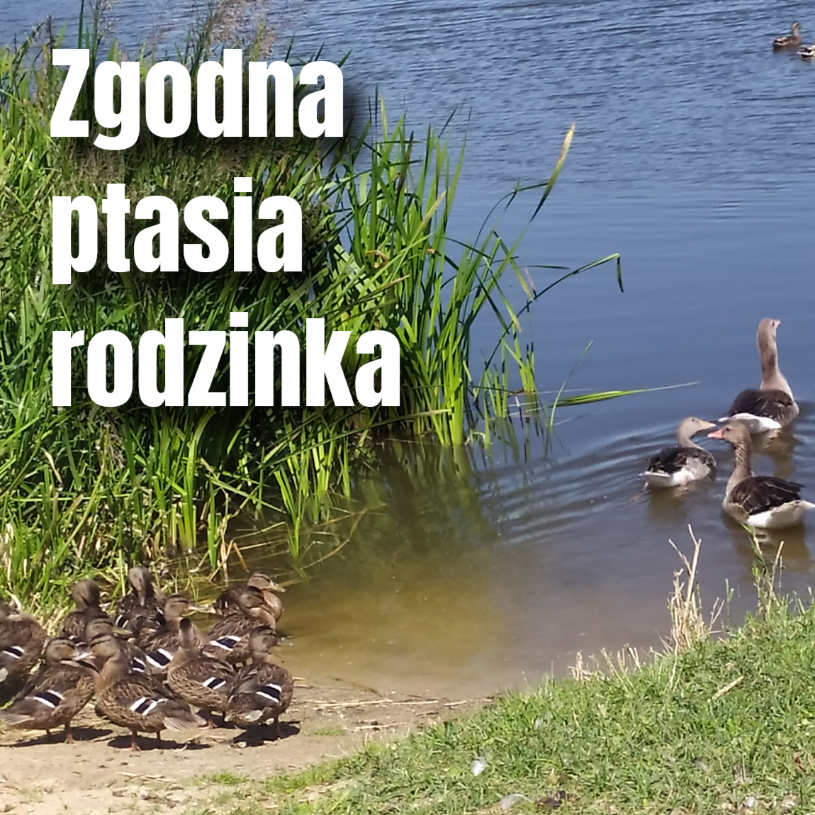 kaczki i gęsi