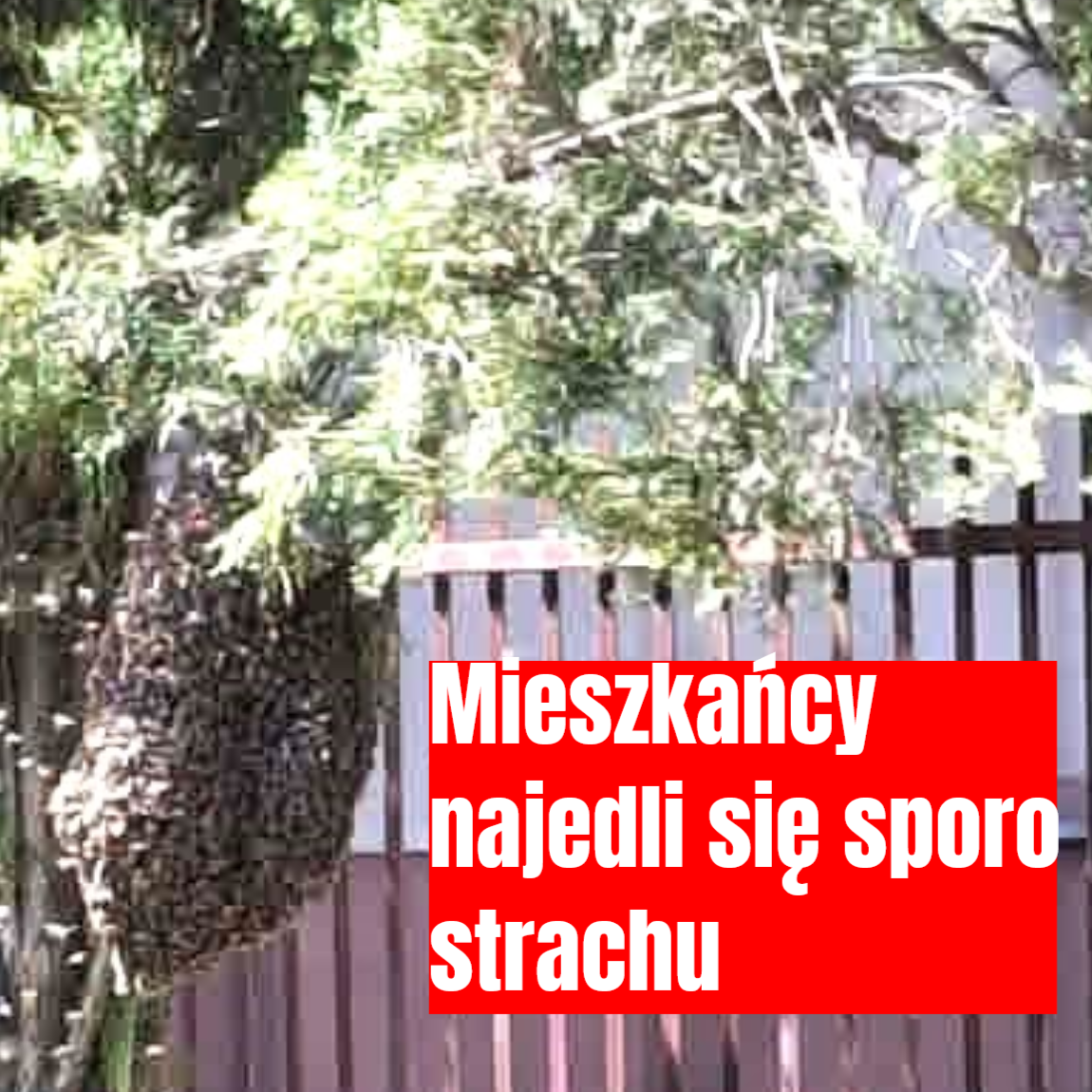 rój