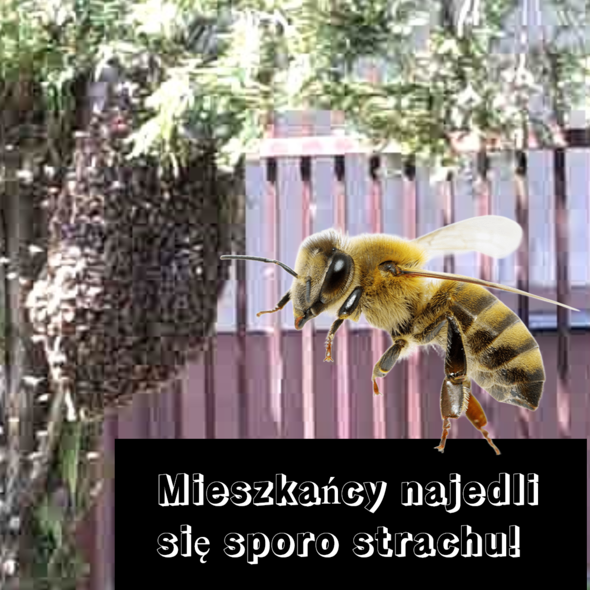 rój