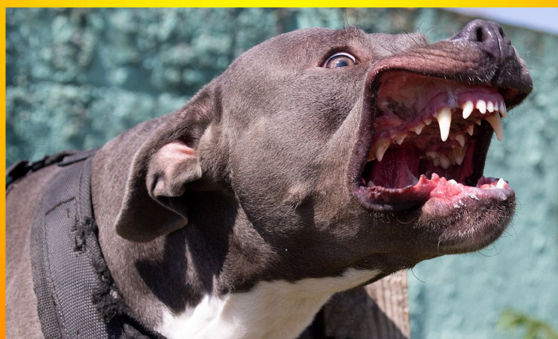 amstaff