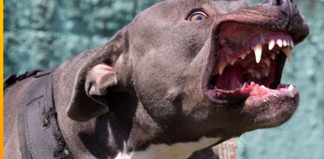 amstaff
