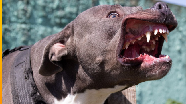 amstaff