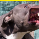amstaff