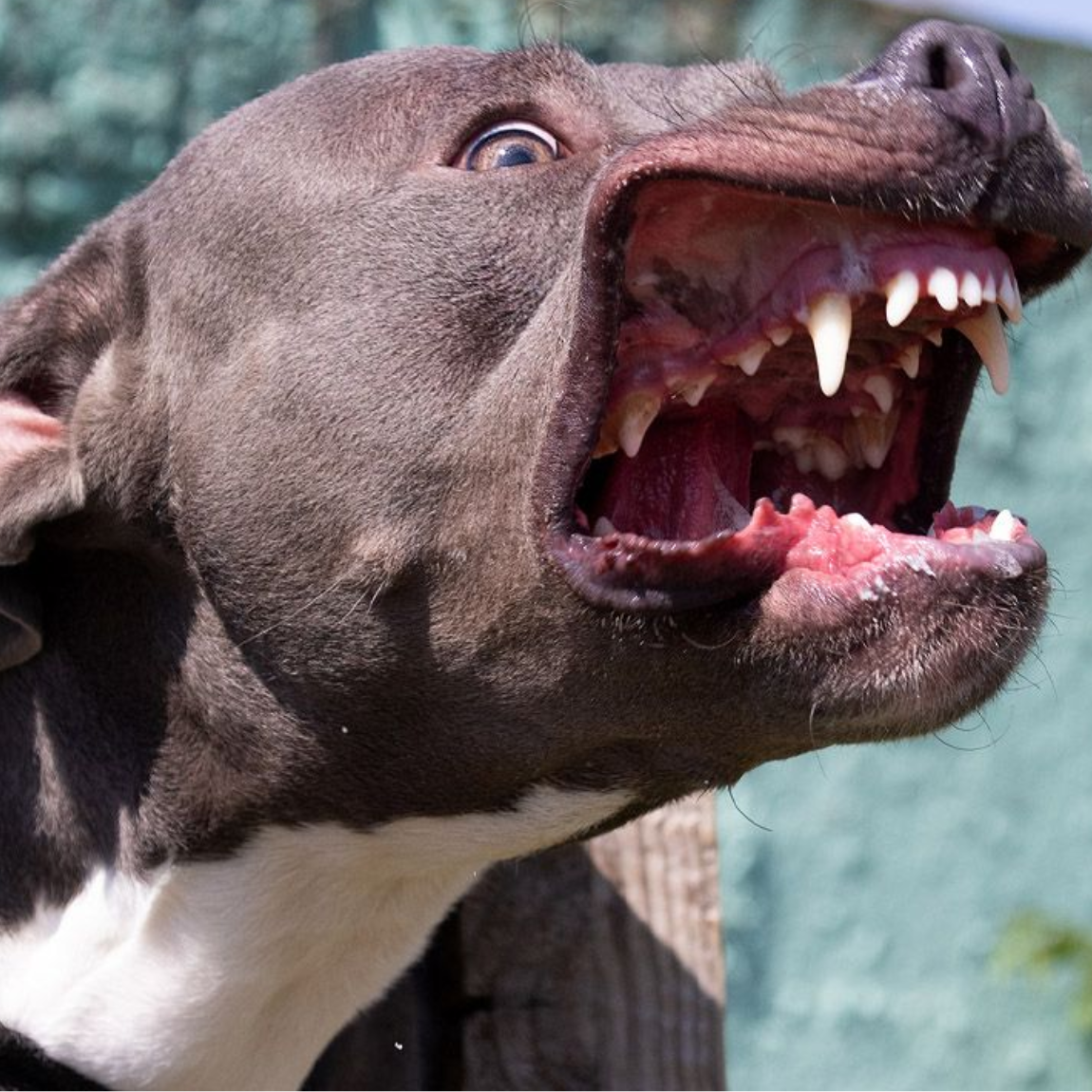 amstaff