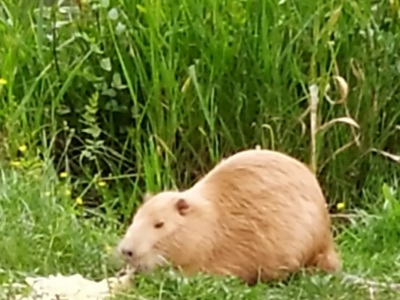 nutria