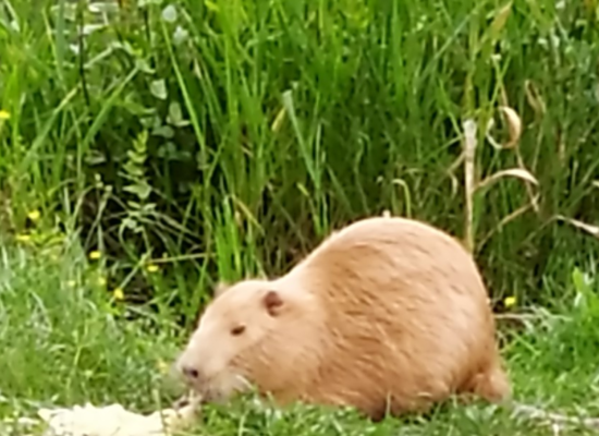 nutria