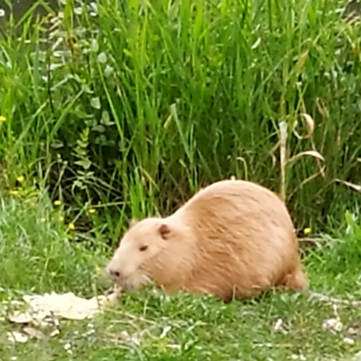 nutria