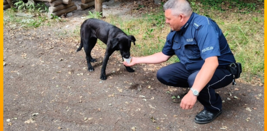 pies