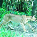 puma