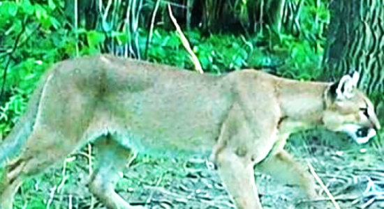 puma