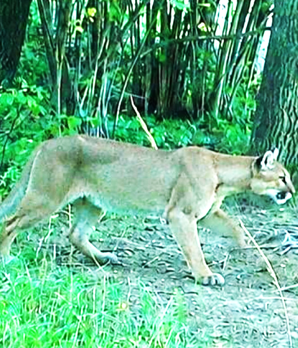 puma