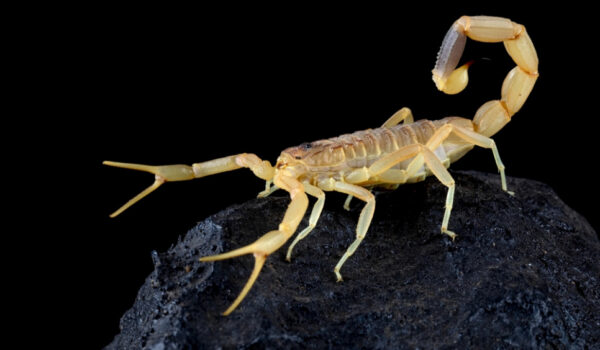 skorpion