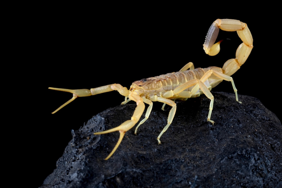 skorpion